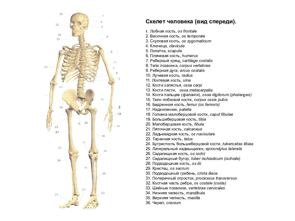 Bones русский язык. Скелет человека вид спереди с надписями. Опишите скелет человека вид спереди.