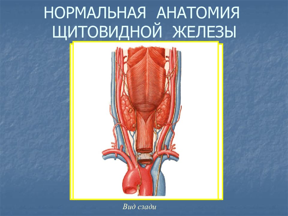 Анатомия щитовидной железы презентация