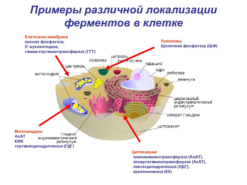 Ферменты строение картинки