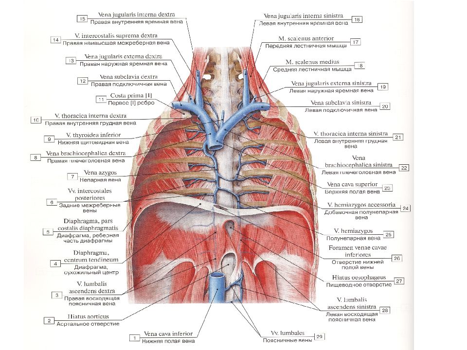 Непарная вена легких. Непарная Вена анатомия. Венозное русло анатомия. Непарная и полунепарная Вена анатомия. Верхняя полая Вена анатомия.