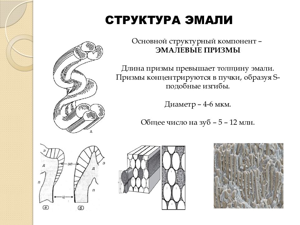 Химическое строение эмали. Строение эмали зуба эмалевая Призма. Строение эмали гистология. Строение зуба эмалевые Призмы. Строение эмалевой Призмы гистология.