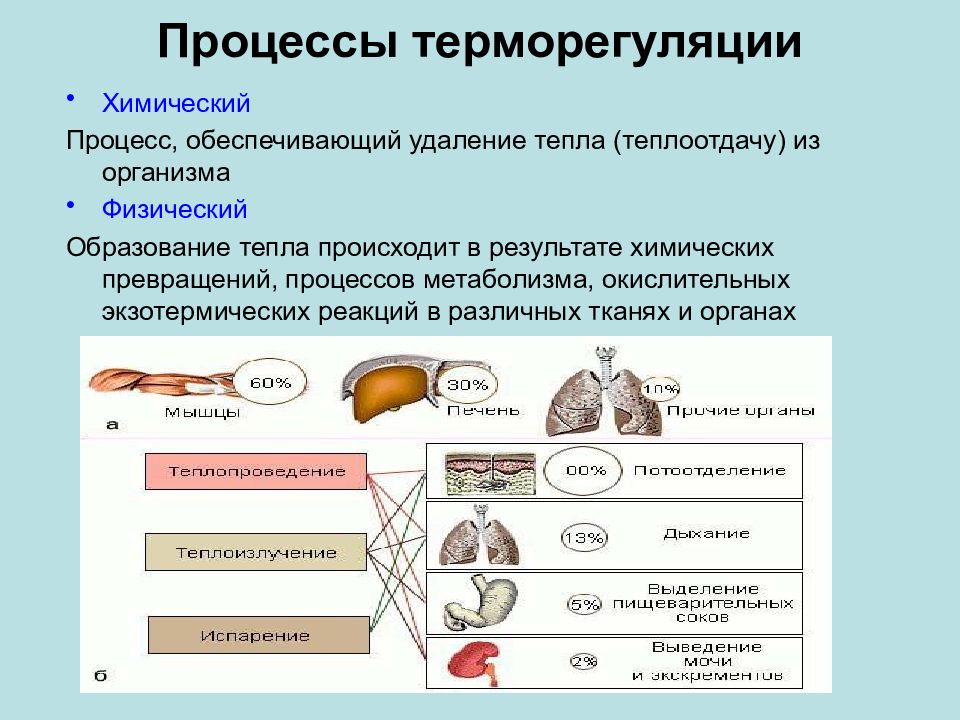 Терморегуляция организма презентация