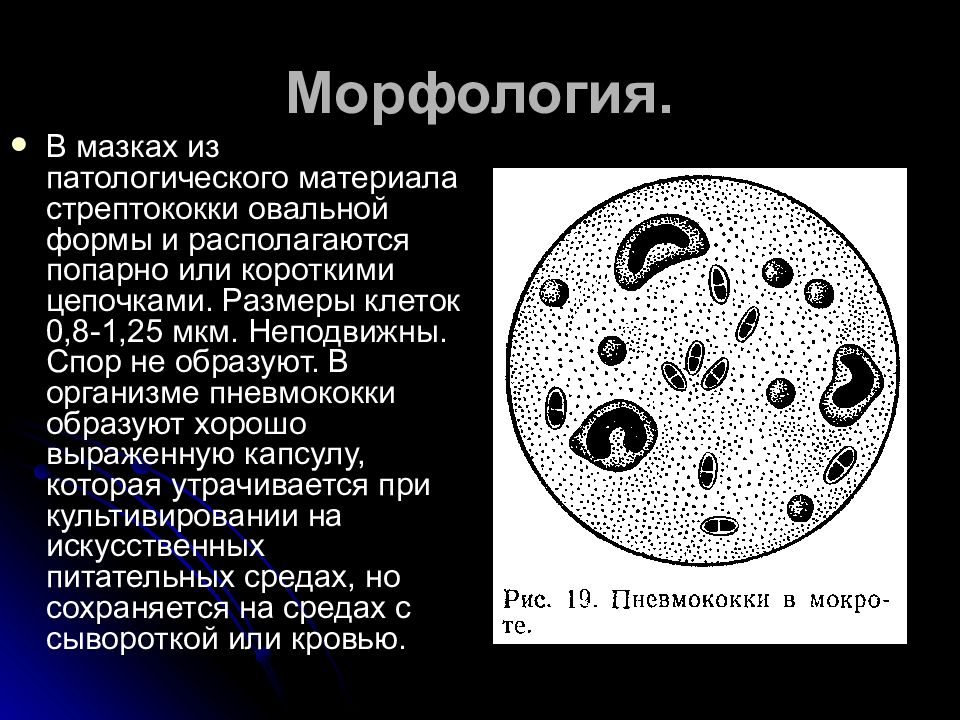 Стрептококки презентация микробиология