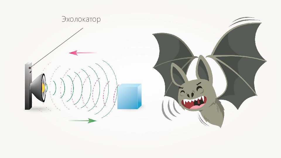 Какие животные с помощью эхолокации. Эхолокация у человека. Эхолокация принцип действия. Крылатые эхолокаторы. Виды эхолокаторов.