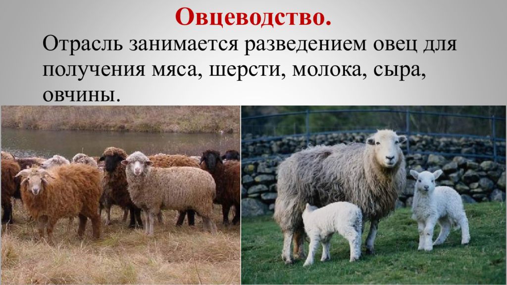 Овцеводство отрасль специализации. Овцеводство 3 класс. Овцеводство презентация. Овцеводство отрасль животноводства. Овца для презентации.