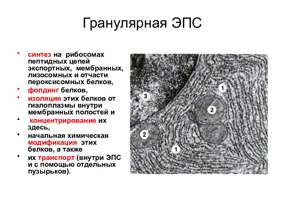 Эпс синтез. Электронограмма гранулярной ЭПС. Гранулярная ЭПС электронная микрофотография. Гладкая эндоплазматическая сеть Электронограмма. Гранулярная ЭПС функции гистология.