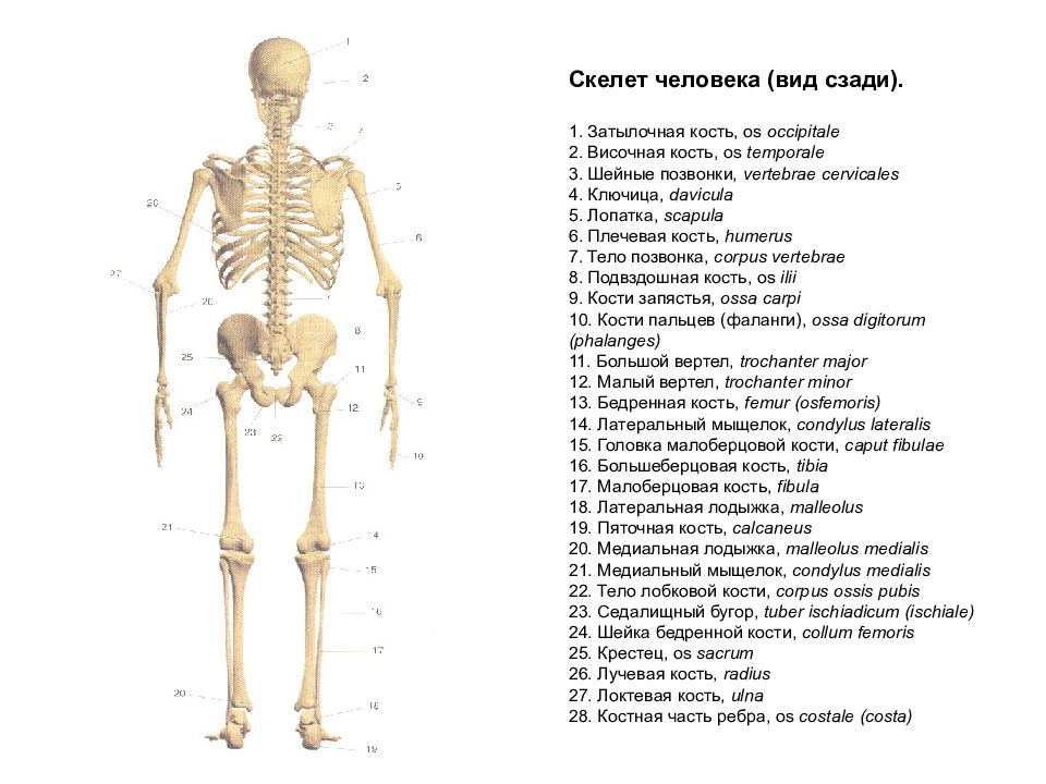 Фото скелета человека в полный рост с описанием