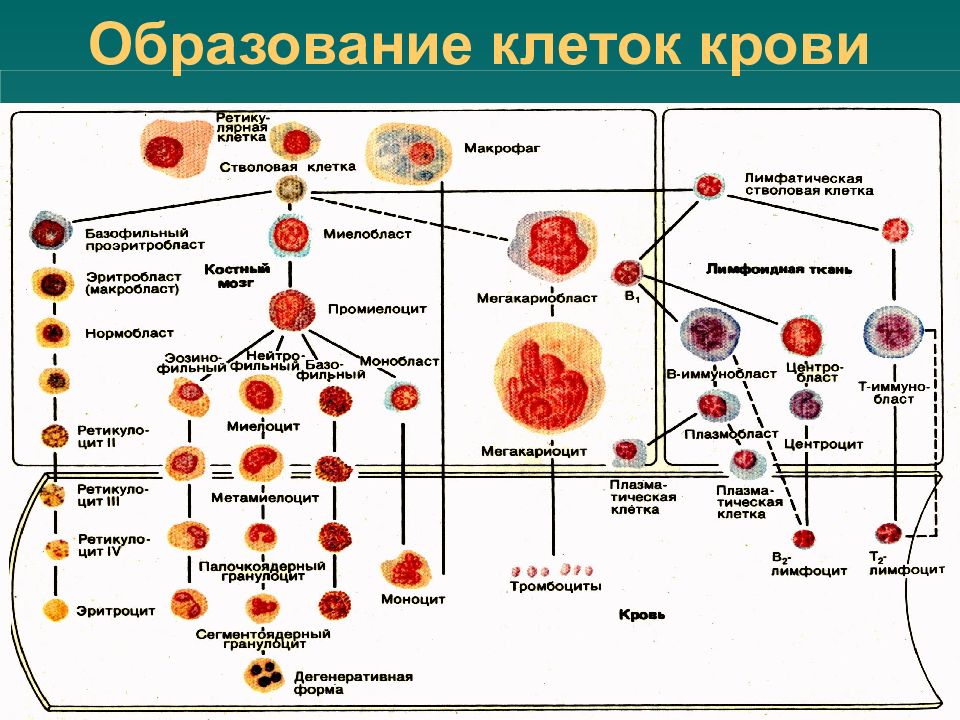 Где формируются клетки крови. Схема кроветворения кровь костный мозг. Схема кроветворения в Красном костном мозге. Схема создания клеток крови. Схема образования клеток крови в Красном костном мозге.