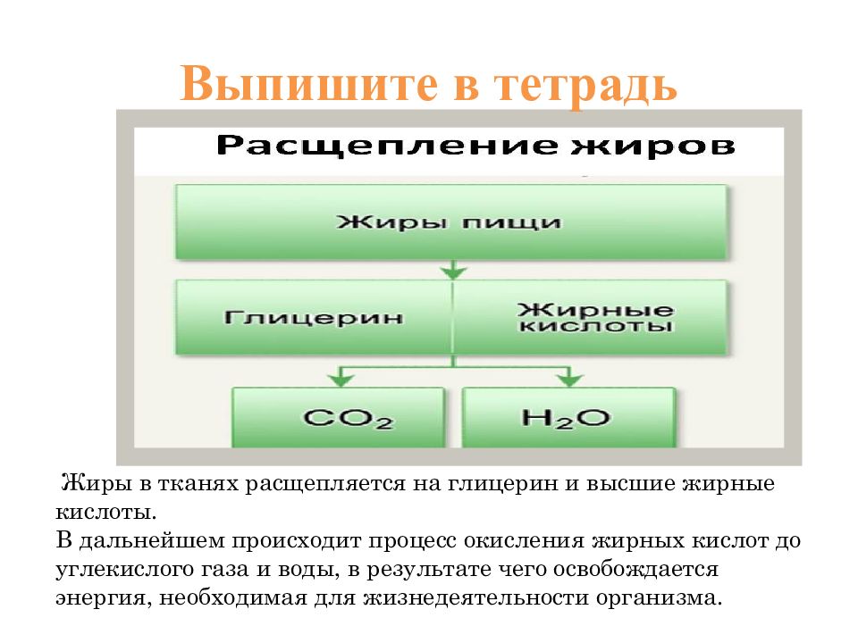 Обмен белков жиров и углеводов презентация