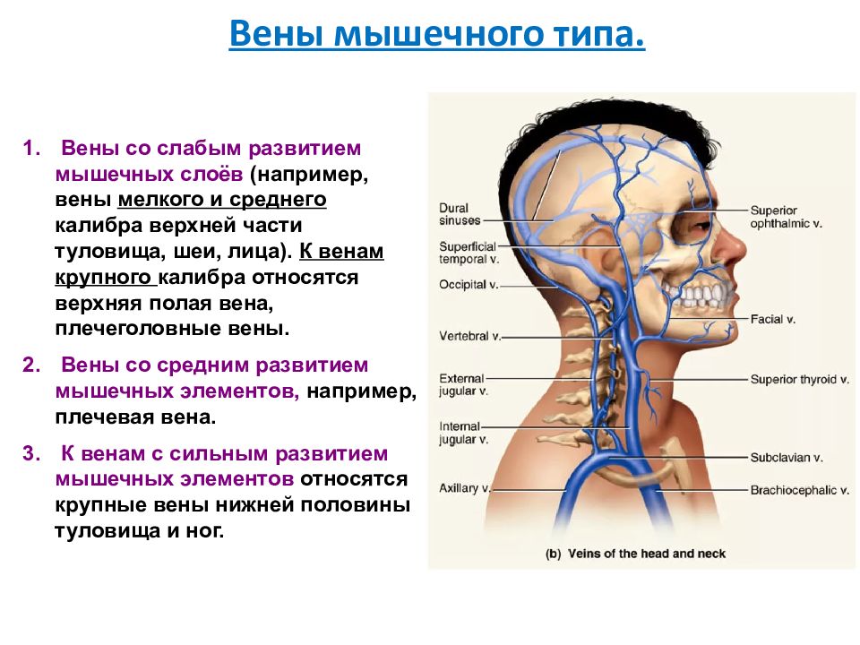 Венозные анастомозы презентация