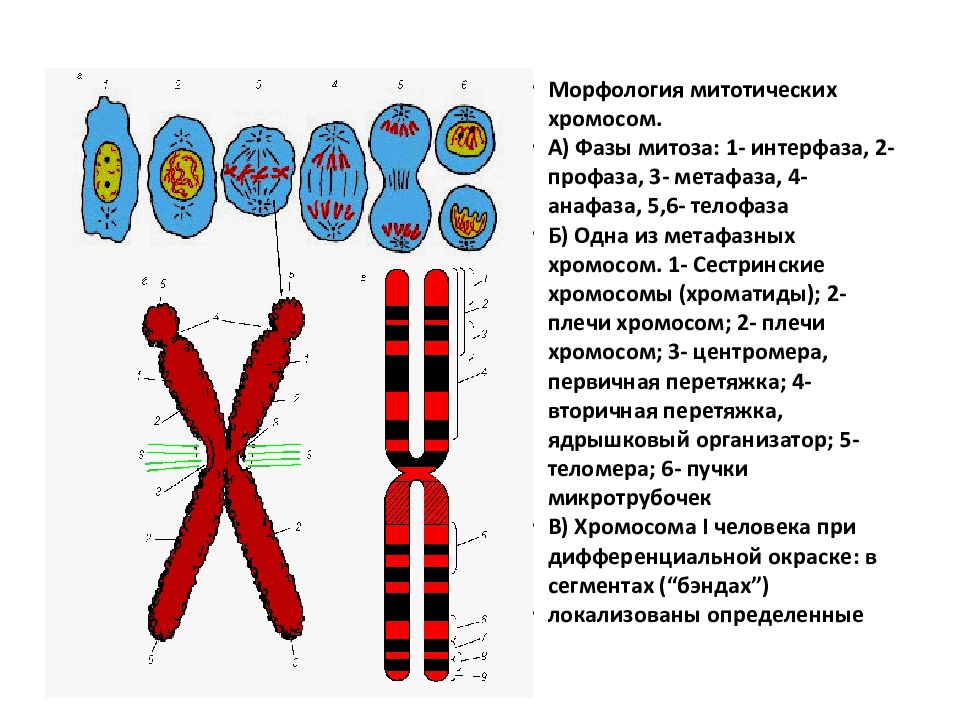 Хромосомы живых клеток. 6. Кариотип человека, строение хромосом.. Строение хромосомы после репликации ДНК. Строение хромосом и кариотип. Структура клетки хромосомы.