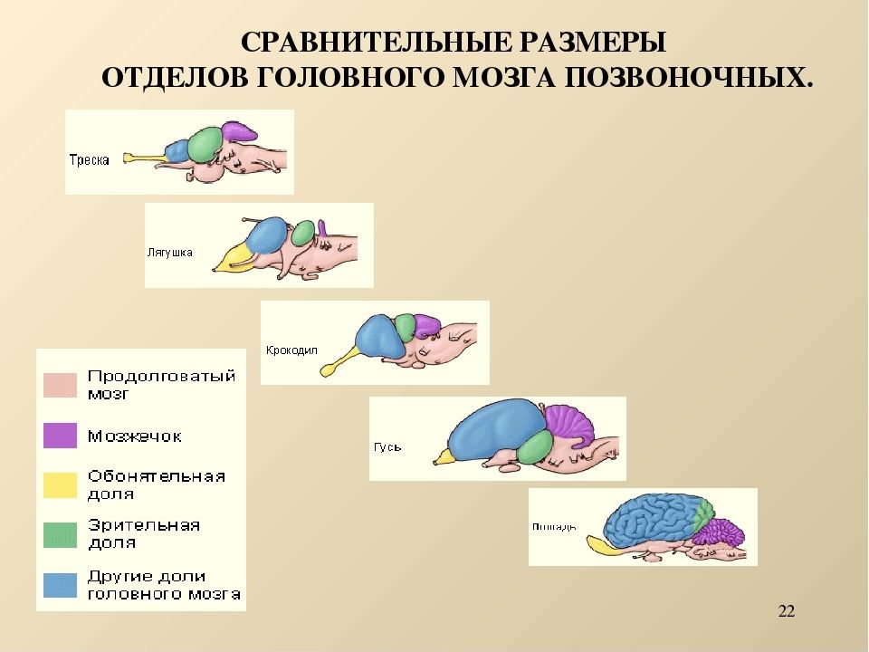 Сравнение мозга позвоночных. Основные отделы головного мозга позвоночных животных. Строение отделов головного мозга млекопитающих. Эволюция головного мозга хордовых животных. Строение головного мозга позвоночных животных 7 класс.