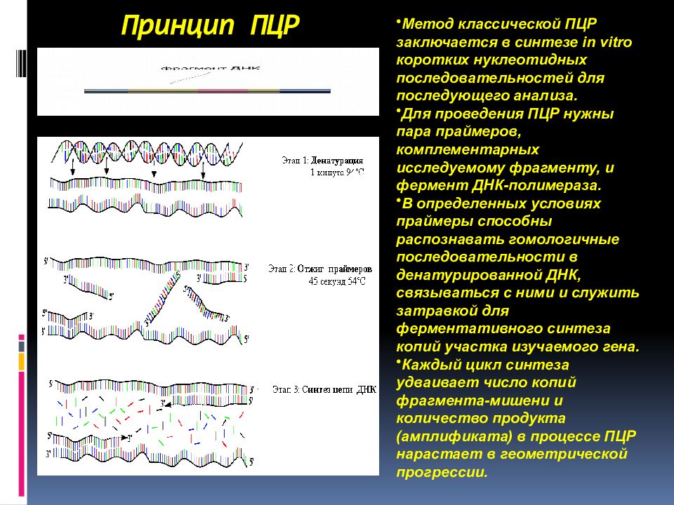 Схема полимеразной цепной реакции