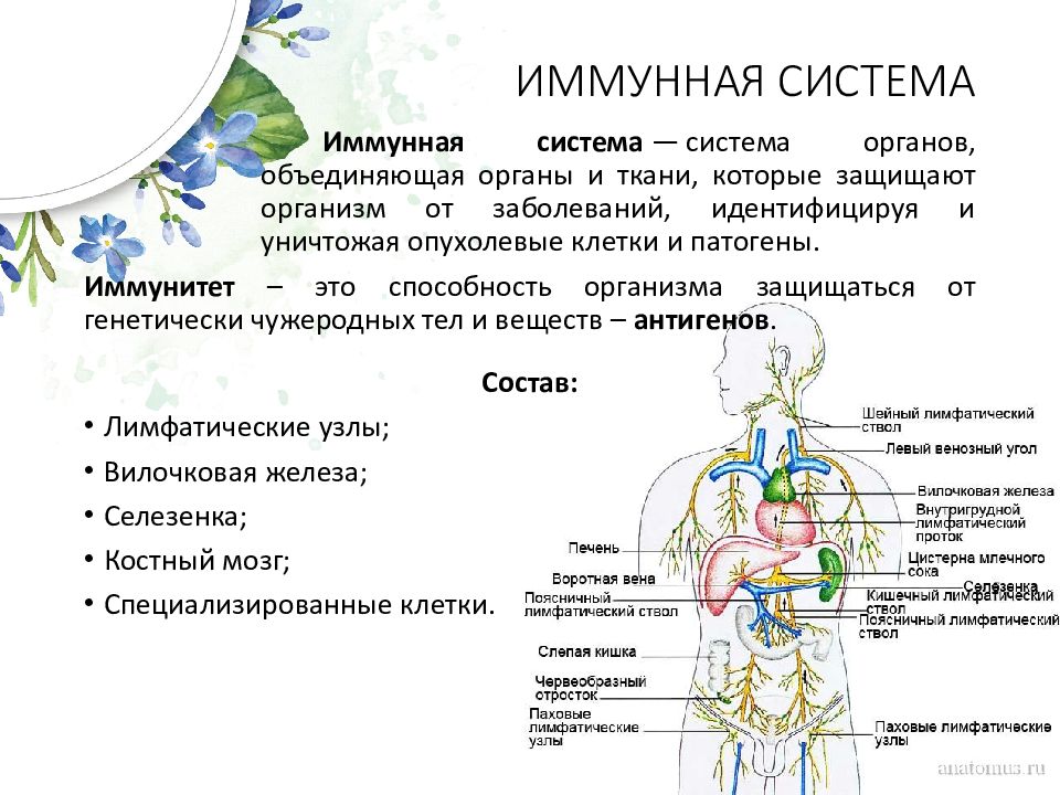 Иммунная и лимфатическая система презентация