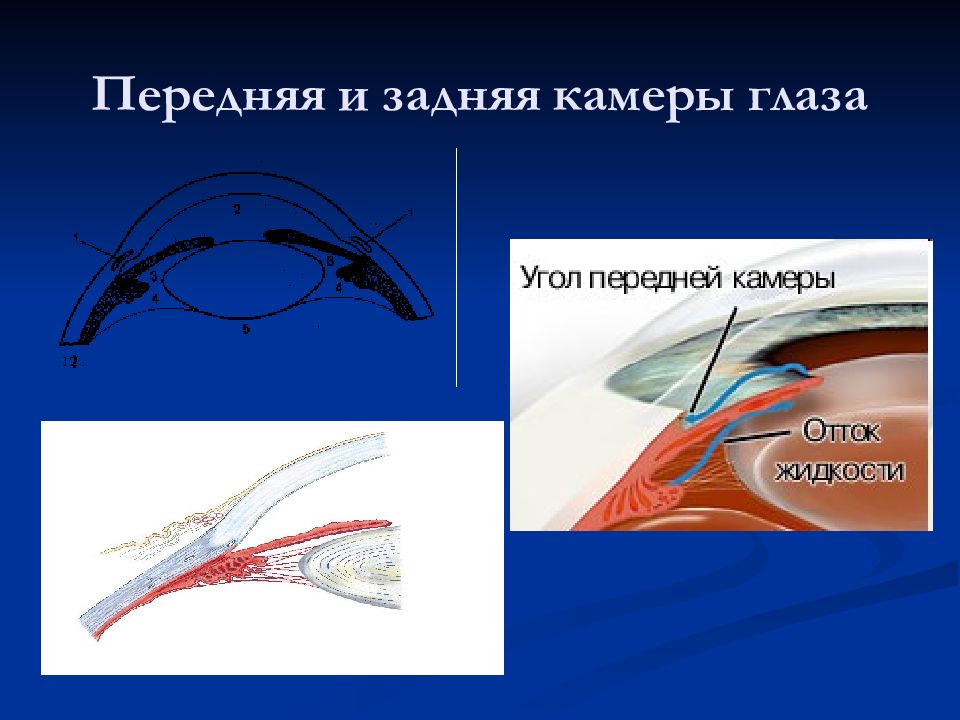 Передняя камера глаза фото Анатомия глаза, его придатков и глазницы - презентация