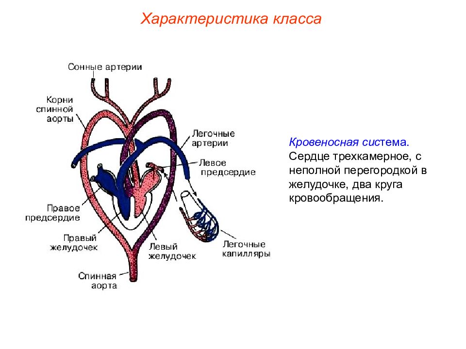 Круги кровообращения пресмыкающихся схема