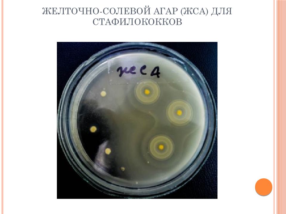 Желточно солевой агар. Желточно-солевой агар (ЖСА). ЖСА микробиология стафилококки. Стафилококк на желточно солевом агаре. Колонии золотистого стафилококка на ЖСА.
