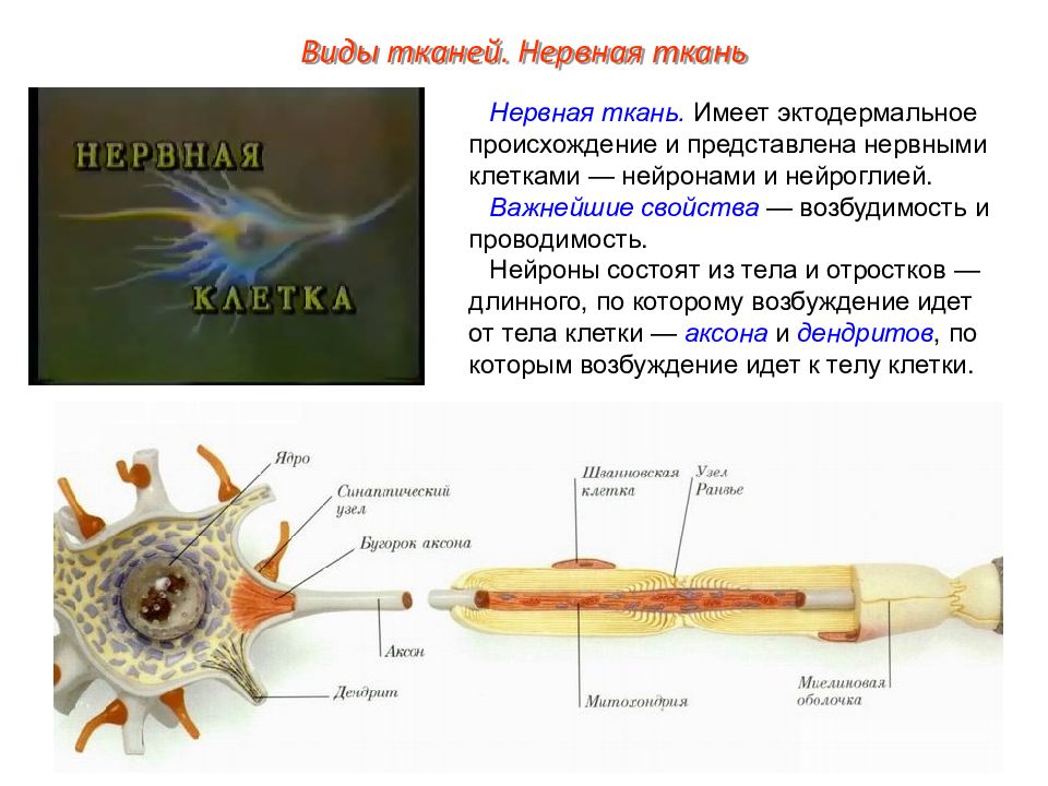 Какими буквами обозначены изображения нервной ткани