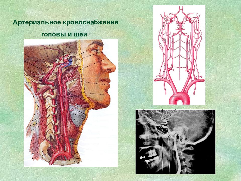 Артерии головы и шеи презентация