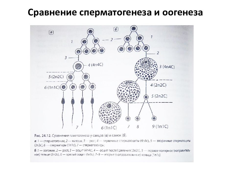 Схема сперматогенеза и оогенеза