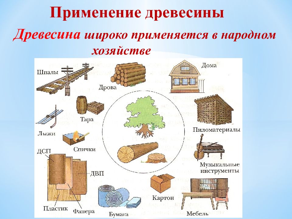 Применение древесины. Какую древесину выбрать для строительства. Какое дерево используют для строения дома. Из какого дерева строят дома. Какие породы древесины используются в строительстве 6 класс.