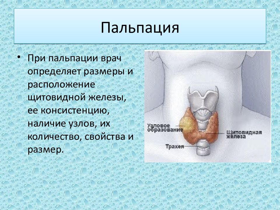 Пальпация щитовидной железы презентация