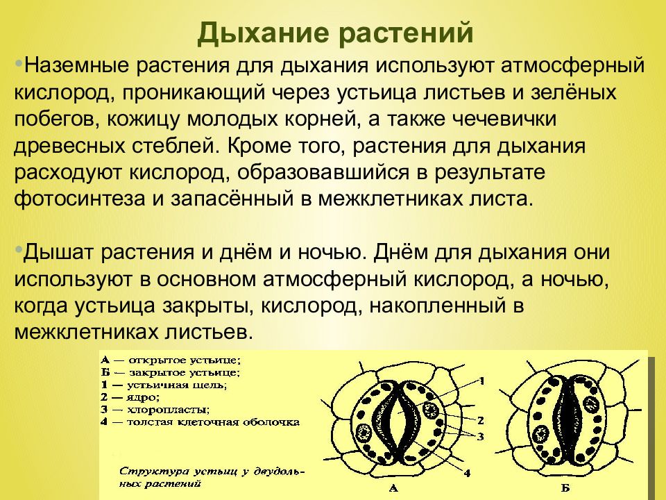 Эволюция дыхательной системы презентация