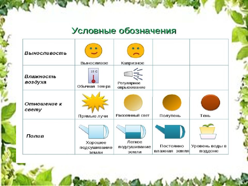 Условные обозначения цвета. Условные обозначения в уголок природы в детском саду. Модели ухода за растениями в детском саду. Обозначения для растений в детском саду. Обозначения для уголка природы в детском саду.