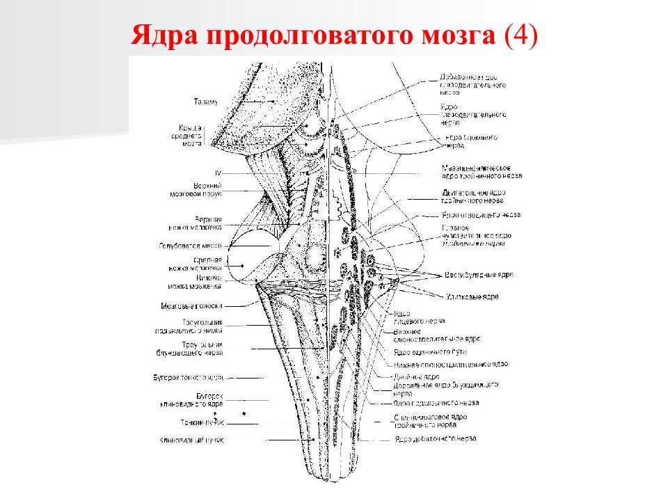 В продолговатом мозге расположены ядра. Ядра продолговатого мозга анатомия. Функция ядра оливы продолговатого мозга:. Поперечный срез продолговатого мозга анатомия. Внутреннее строение продолговатого мозга анатомия.