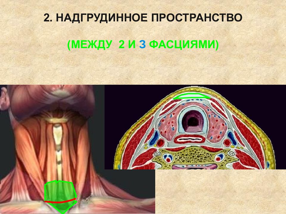 Топографическая анатомия органов шеи презентация