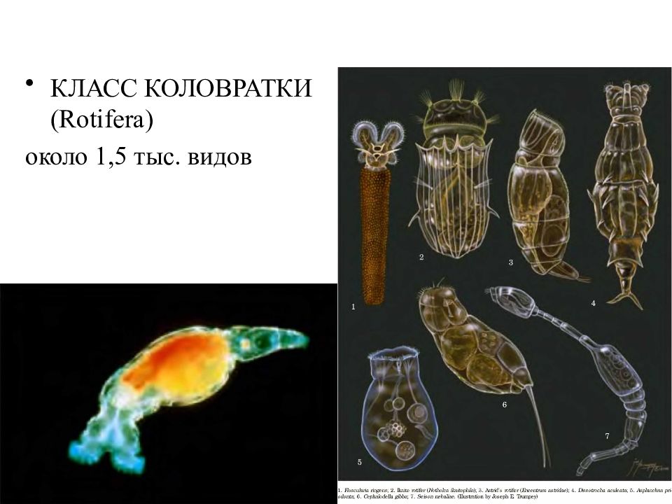 Коловратки. Коловратка ротифера. Размножение коловраток. Коловратки круглые черви. Бделлоидные коловратки.