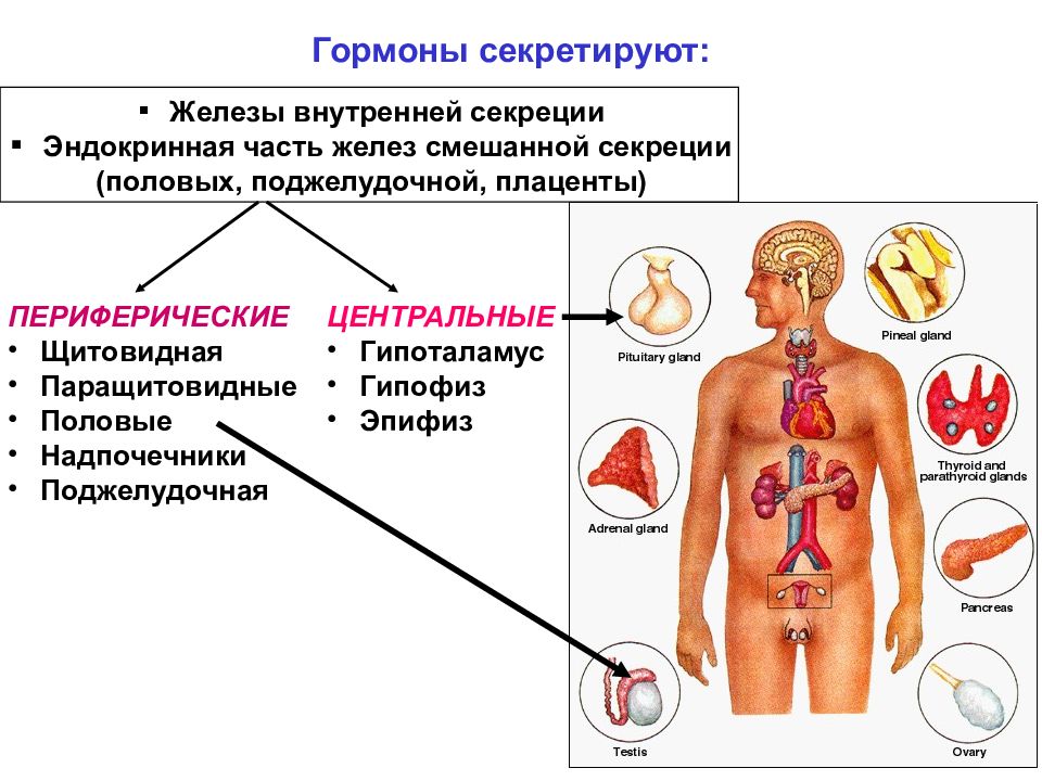 Презентация железы и гормоны