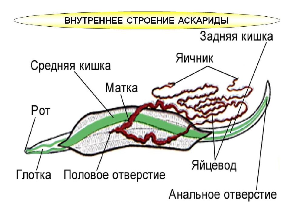 Вскрытая аскарида рисунок