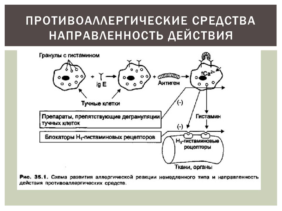 Механизм действия противоаллергических средств. Механизм действия антигистаминных лекарственных препаратов:. Механизм противоаллергического действия антигистаминных препаратов. Механизм действия антигистаминных препаратов схема. Механизм действия антиаллергических средств.