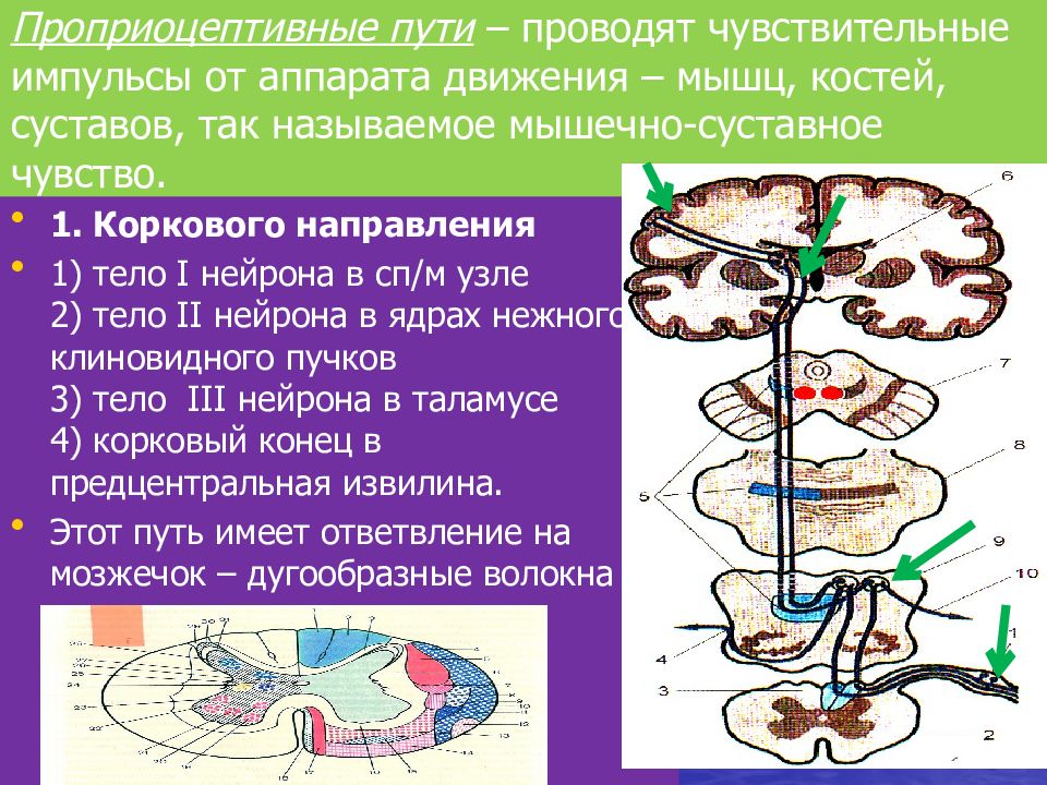 Путь проведения. Проприоцептивный анализатор схема. Проводящие пути проприоцептивной чувствительности. Проприоцептивные проводящие пути проводит импульсы от. Проводящий путь проприоцептивной чувствительности от головы.