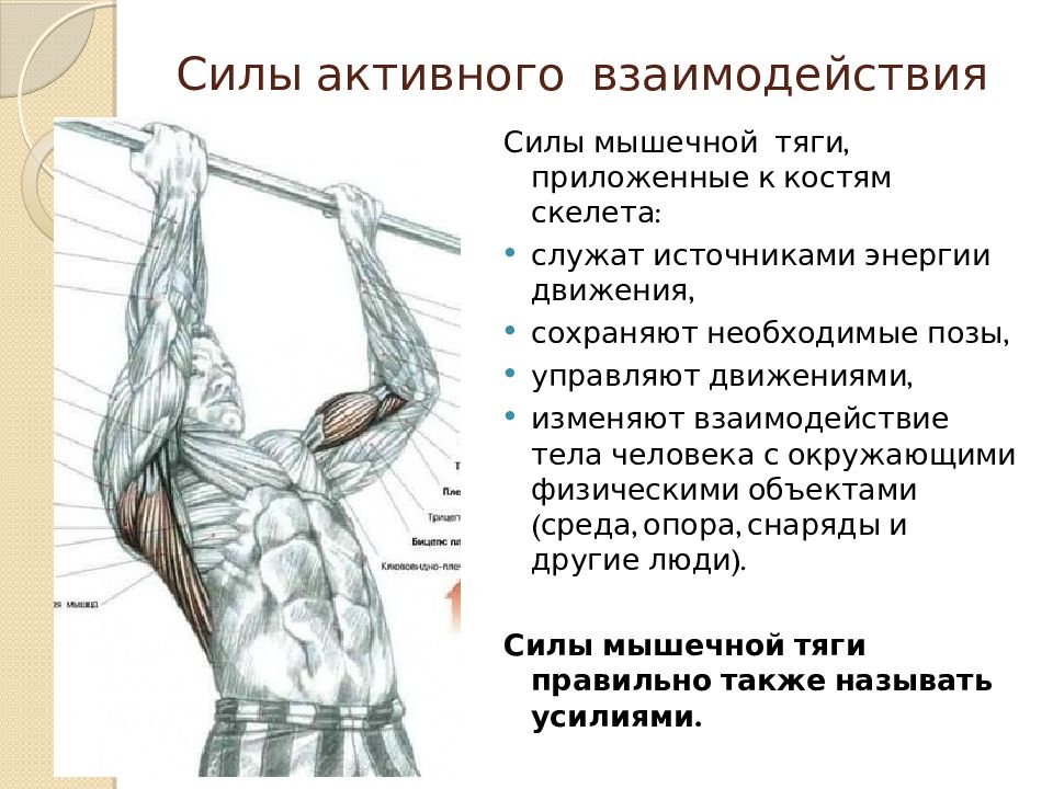 Активные силы. Сила тяги мышц. Рабочие и опорные тяги мышц. Объект исследования рабочих и опорных тяг мышц.