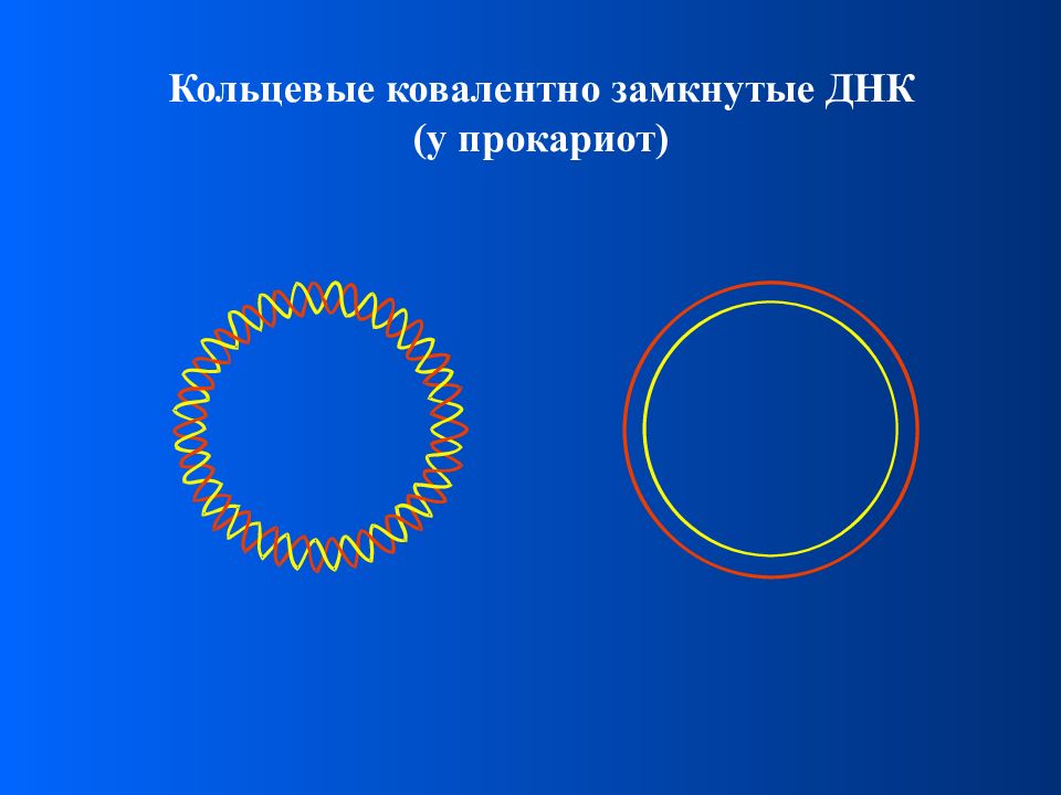 Кольцевая днк. Замкнутая и Кольцевая ДНК. ДНК кольцевой формы. Кольцевая ковалентно замкнутая ДНК. Ковалентно замкнутые кольца.