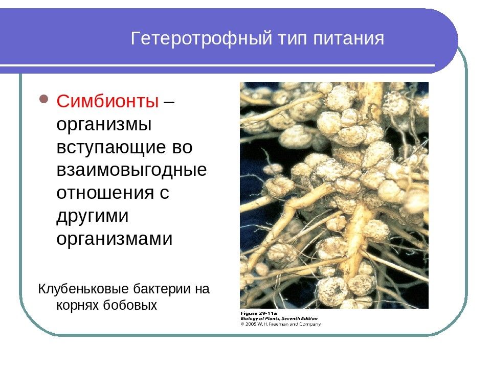 Бактерии симбионты картинки