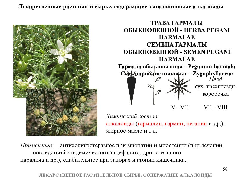 Цветки содержащие. Тропические лекарственные растения содержащие алкалоиды. Лекарственное сырье содержащее алкалоиды. Алкалоиды в ЛРС. Сырье лекарственных растений.