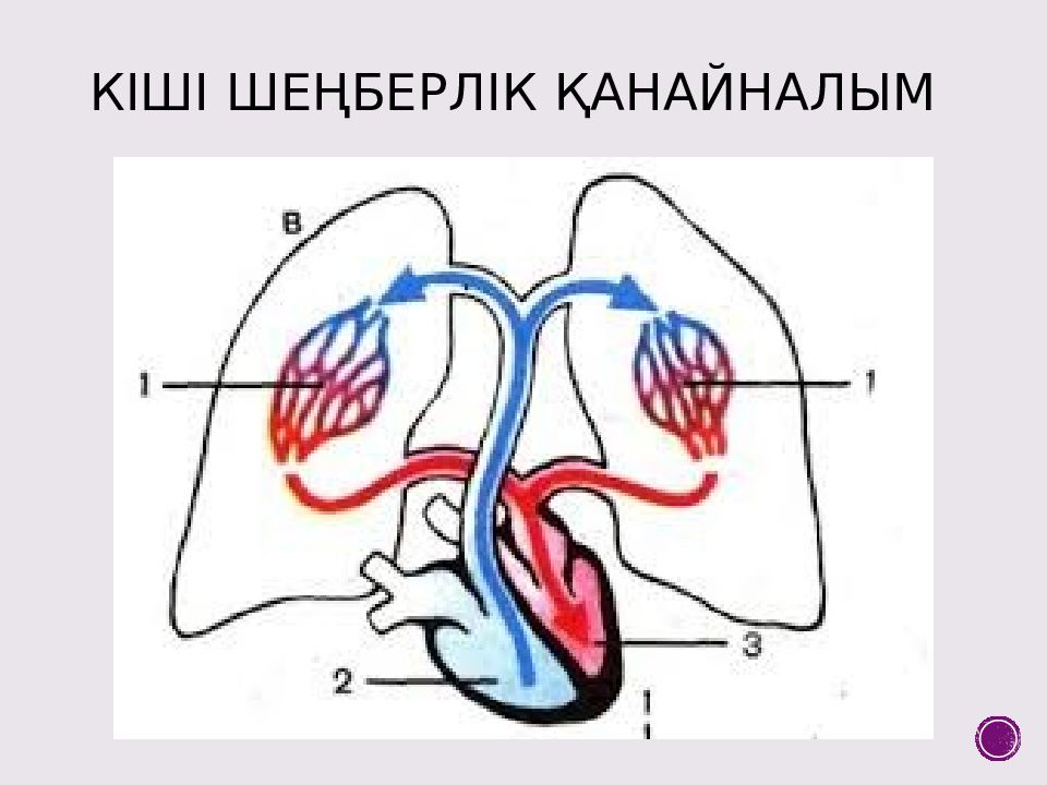 Картинку Малого Круга Кровообращения