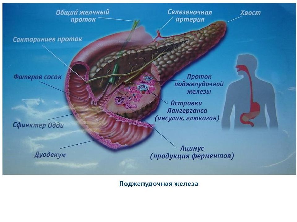 Патофизиология поджелудочной железы презентация