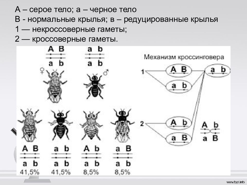 Сцепленное наследование генов презентация