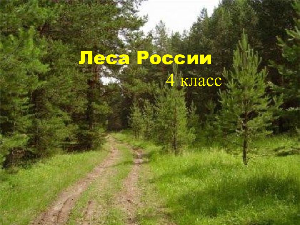 Леса России 4 класс