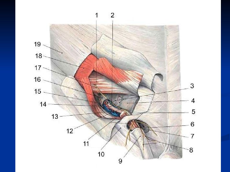 Болит паховая область у мужчин. Стенки пахового канала топографическая анатомия. Строение пахового канала топографическая анатомия. Внутреннее паховое кольцо анатомия. Паховый канал анатомия топография.