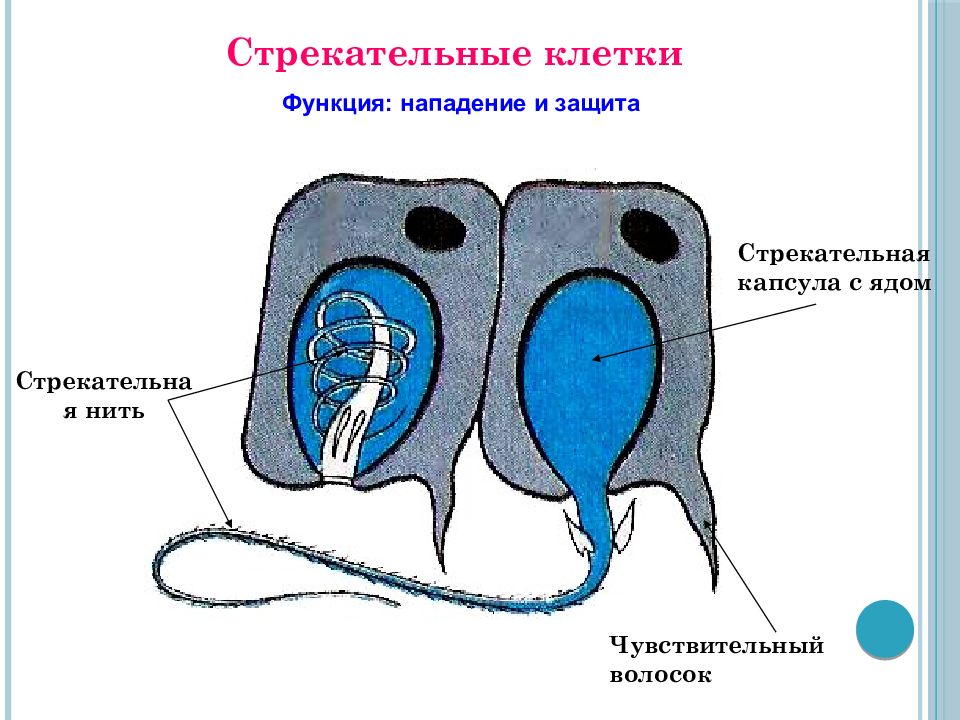 Состав стрекательной клетки