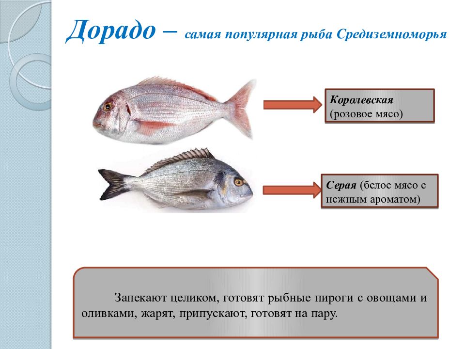 Обработка некоторых видов рыб. Обработка экзотических видов рыб. Слайд рыбы разновидность. Особенности обработки некоторых видов рыб. Первичная обработка экзотической рыбы.