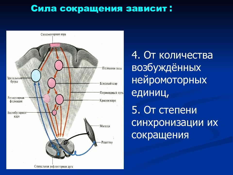 Сила сокращения мышц. Сила сокращения. Физиология скелетных мышц. Сила сокращения мышцы зависит.