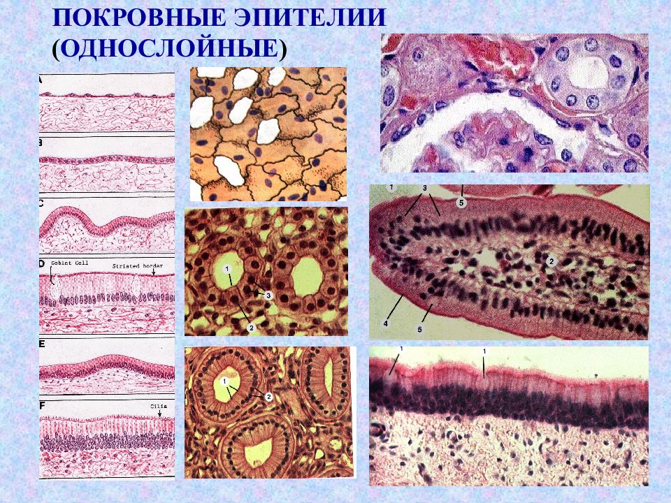 Эпителий гистология презентация