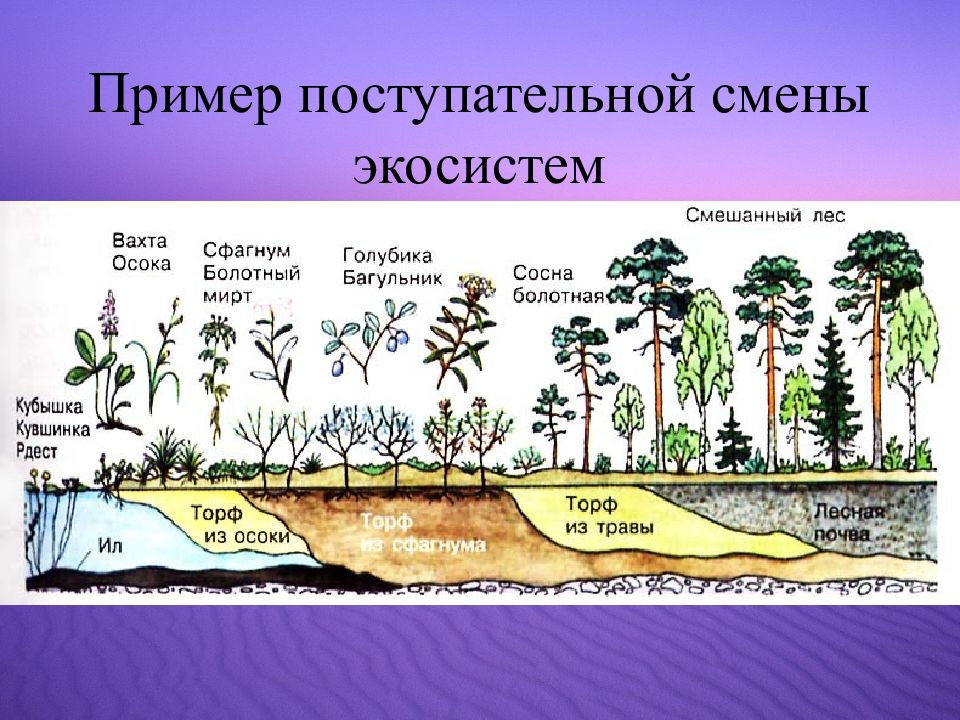 Развитие и смена биогеоценозов презентация