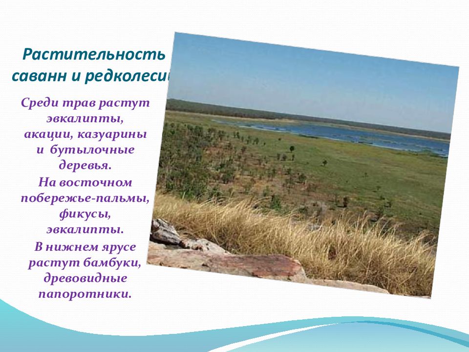 Природные зоны австралии презентация. Природные зоны в Австралии эвкалиптовые. Зона саванн и редколесий в Австралии. Природные зоны Австралии хозяйственная деятельность.